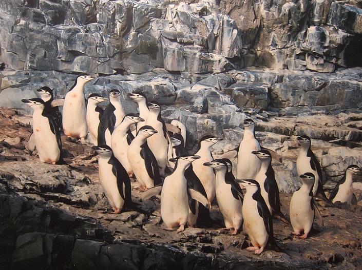 13_Chinstrap Penguin at Astrolabe Island @ Antartica.JPG