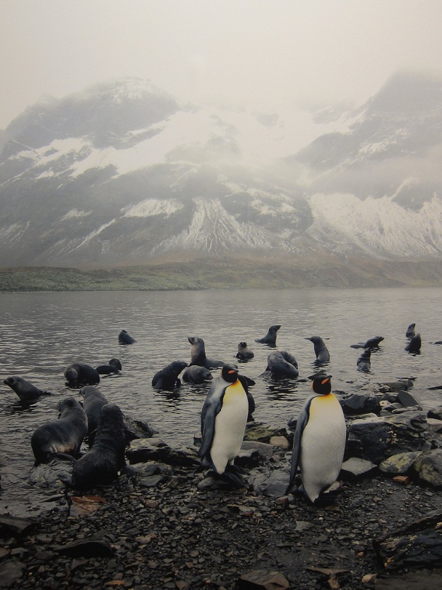 10_Stroness Bay @ Antartica.JPG