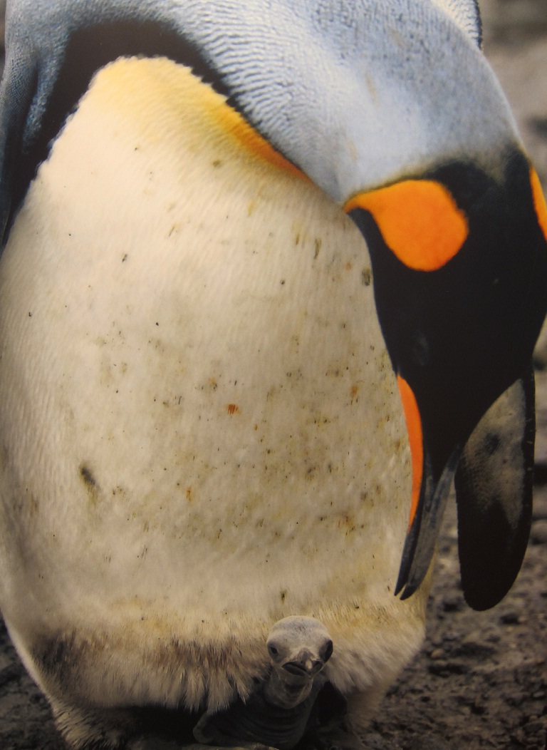 14_King Penguin.JPG