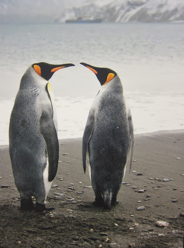17_King Penguin Pairs at Fortuna Bay @ Antartica.JPG