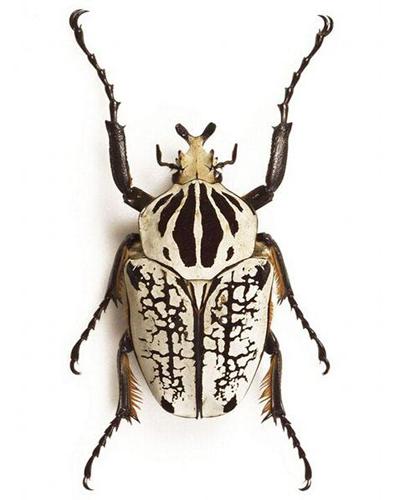 巨大花潛金龜（Goliathbeetle）.jpg