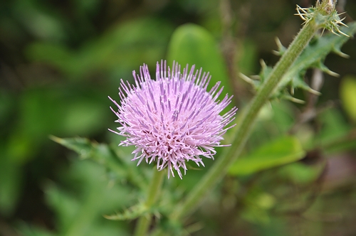 DSC_0067.JPG