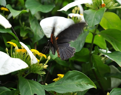 DSC_0136.JPG