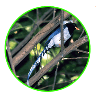 紅嘴藍鵲(藍喜鵲) Blue Magpie.gif