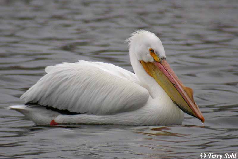 american_white_pelican_3.jpg