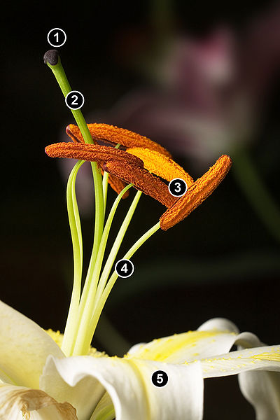 400px-Lillium_Stamens.jpg