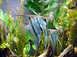 260px-Freshwater_angelfish_biodome.jpg