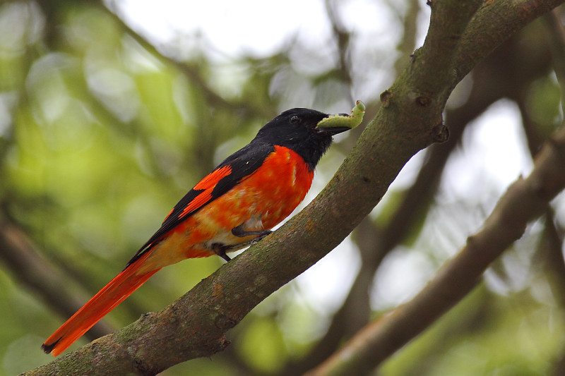 2 Scarlet Minivet 赤紅山椒鳥.jpg