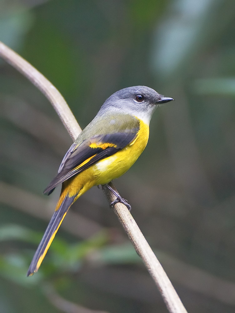 灰喉山椒鳥Grey-throated Minivet.jpg