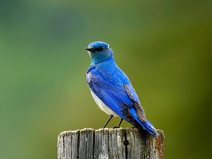 Mountain%20Blue%20bird.jpg