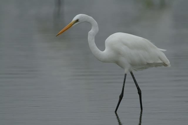 大白鷺 Casmerodius alba.jpg