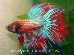 betta fish.jpg