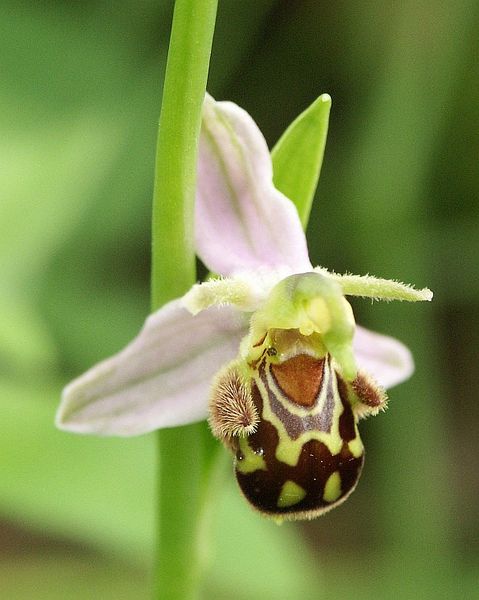 479px-Ophrys_apifera_flower1.jpg