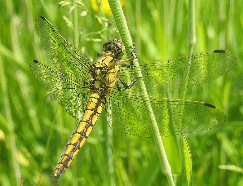 784px-Orthetrum_cancellatum.jpg