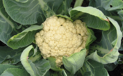 椰菜花cauliflower.jpg