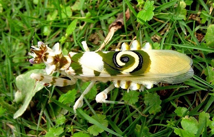 刺花螳螂 ( 學名 Pseudocreobotra wahlbergii)  02.jpg