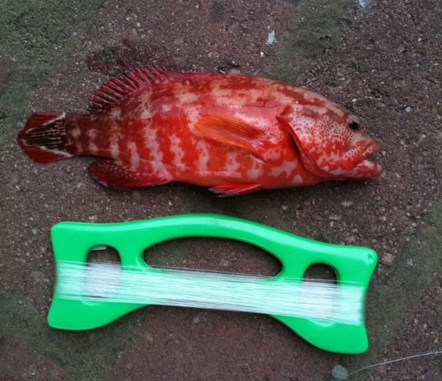 白尾斑 red_fish.jpg