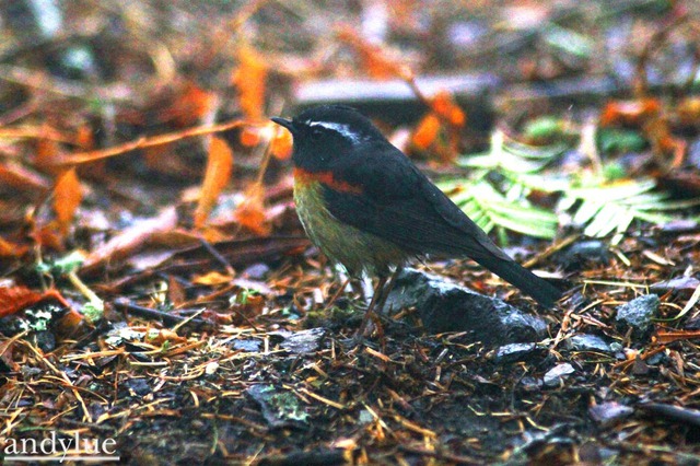 台灣林鴝 T. johnstoniae.jpg