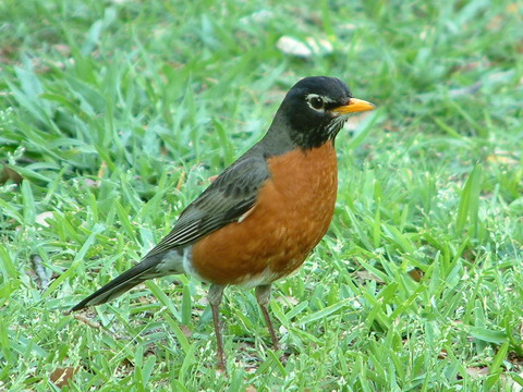 美國知更鳥--American Robin.jpg