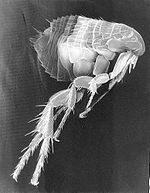 150px-Scanning_Electron_Micrograph_of_a_Flea.jpg