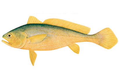 FISH055.jpg