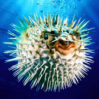 puffer_fish_3.jpg