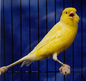 canary.jpg