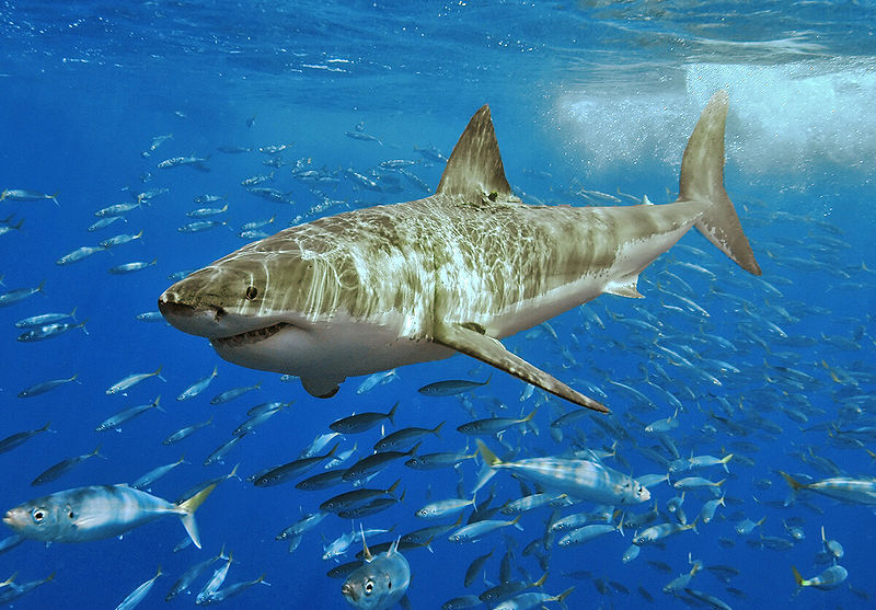 800px-White_shark.jpg