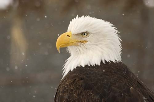 bald_eagle_bird_MG0813.jpg