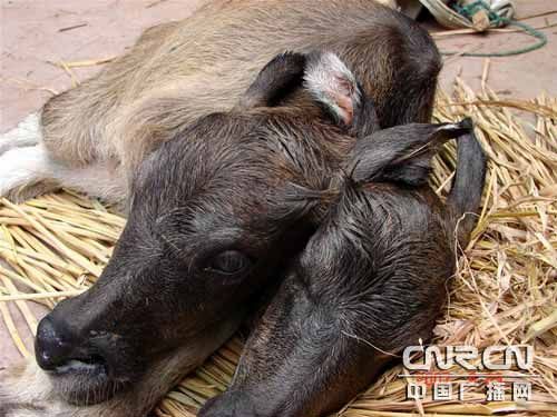 兩個頭牛犢1.jpg