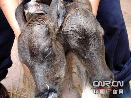 兩個頭牛犢2.jpg