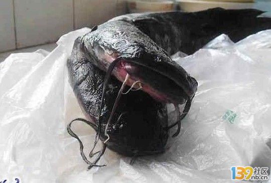 雙頭鯰魚3.jpg
