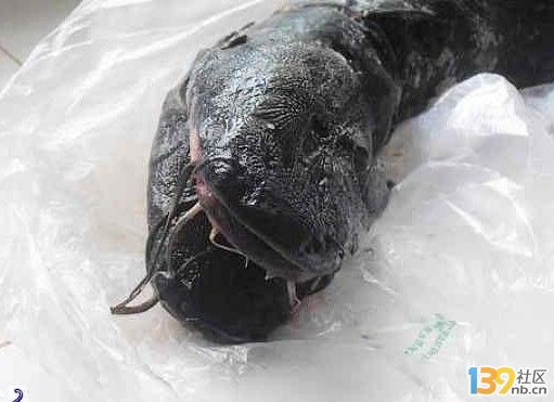 雙頭鯰魚2.jpg