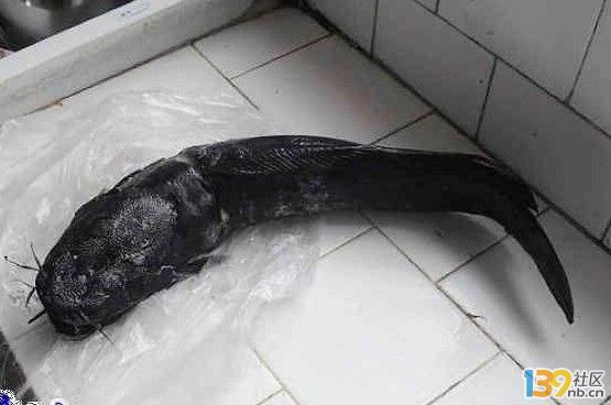 雙頭鯰魚1.jpg