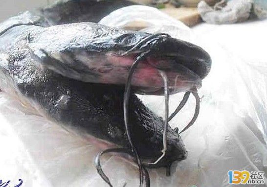 雙頭鯰魚4.jpg