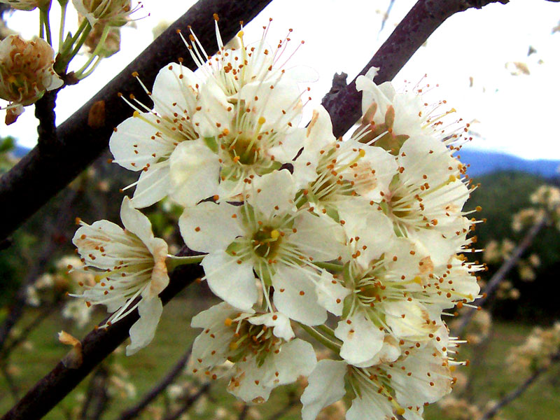 Plum_flowers.jpg