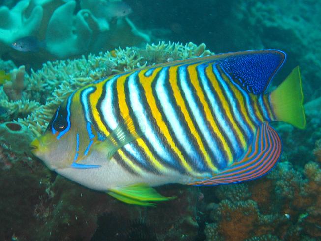 Angel-fish 棘鲽鱼 (Regal 华丽神仙鱼).jpg