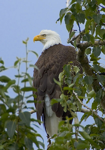 419px-Haliaeetus_leucocephalus-tree-USFWS.jpg