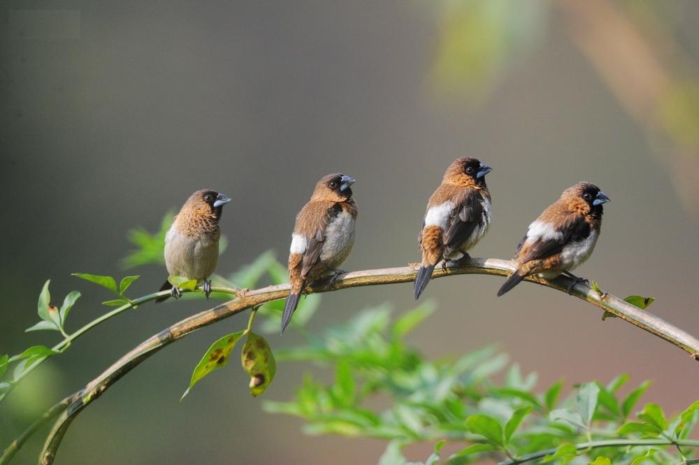 白腰文鳥（學名：Lonchura striata ）俗名：白麗鳥.jpg