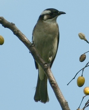 白頭翁(別名-白頭殼、啼明鳥 ).jpg