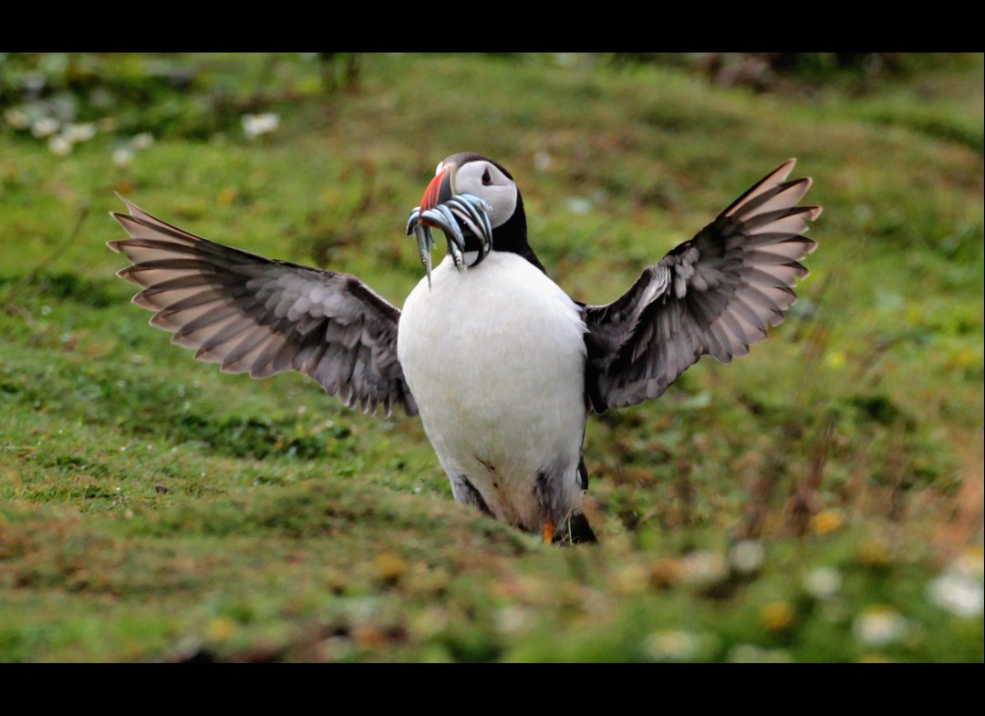 2 善知鳥.jpg