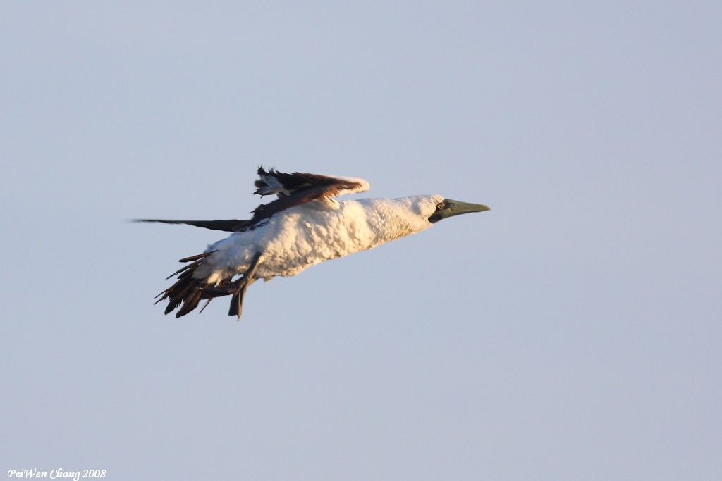 藍臉鰹鳥2.jpg