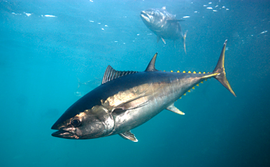 1-bluefin_tuna.jpg