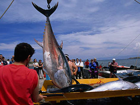 4-Northern bluefin Bluefin M1.jpg