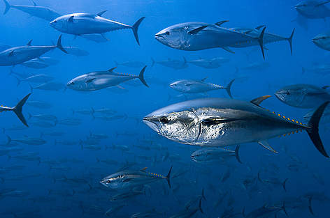 5-Northern Bluefin M.jpg