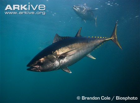 6-Albacore Tuna.jpg