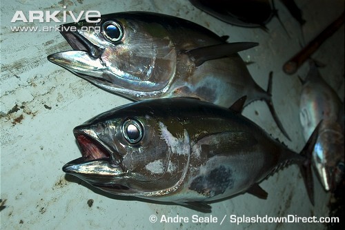 7-Albacore tuna 1.jpg