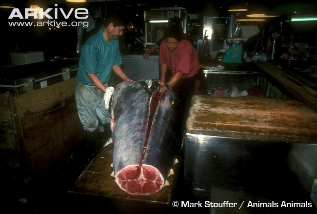 8-Southern bluefin tuna 1.jpg