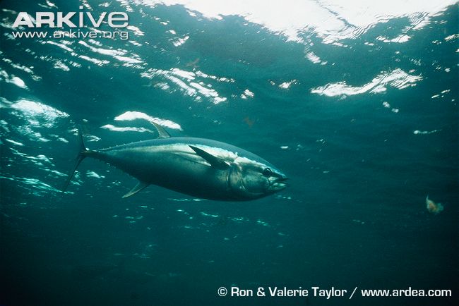 9-Southern-bluefin-tuna.jpg