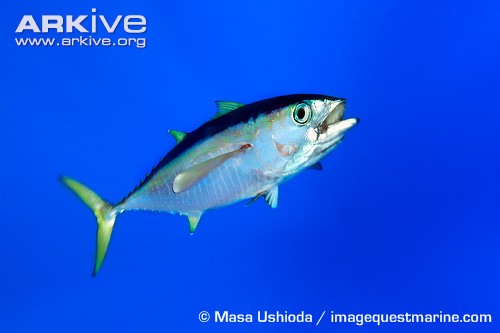 10-yellowfin tuna 1.jpg